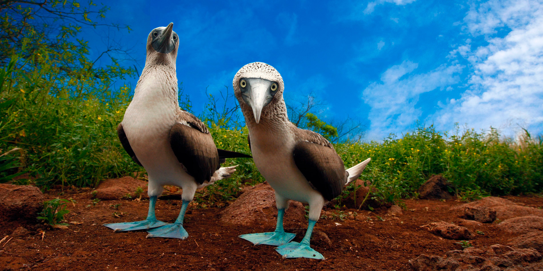 Galápagos-Inseln Piqueros