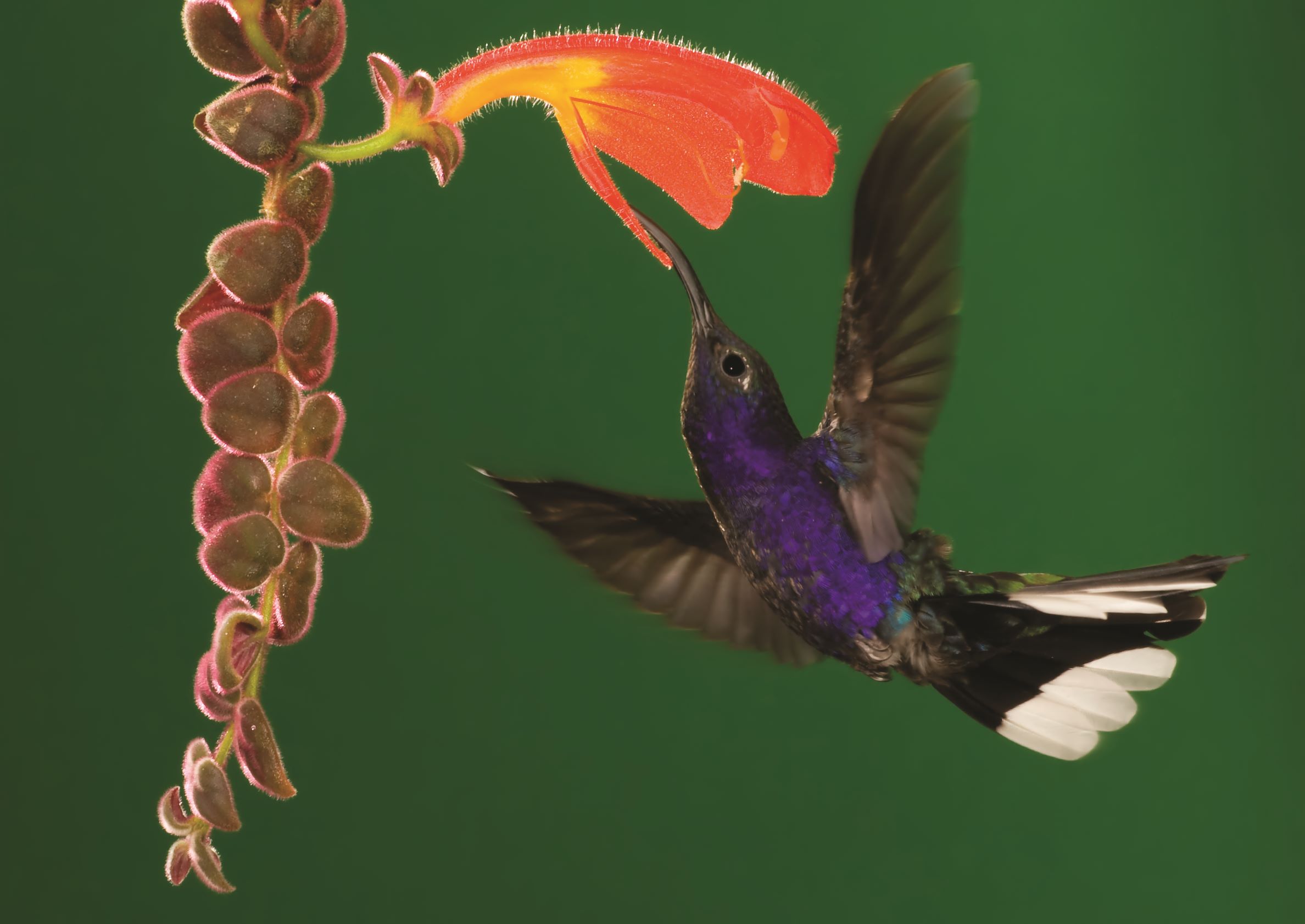 CostaRica - violetsabrewinghummingbird - Latinconnect