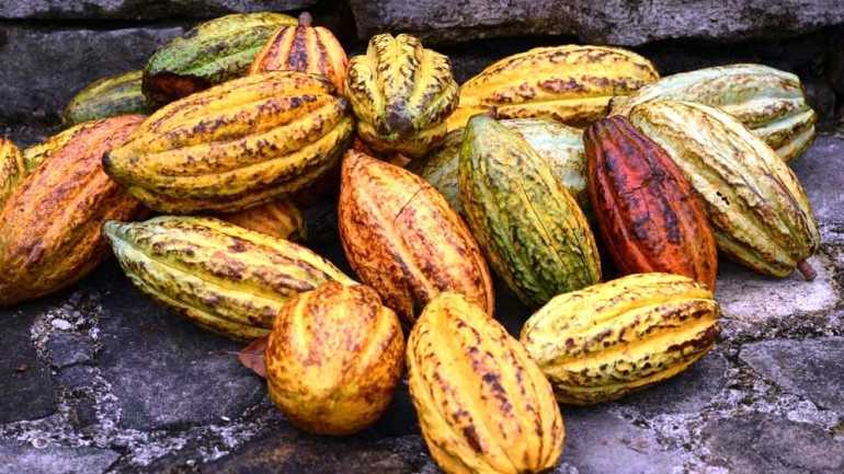Belize - Cacao - Latinconnect